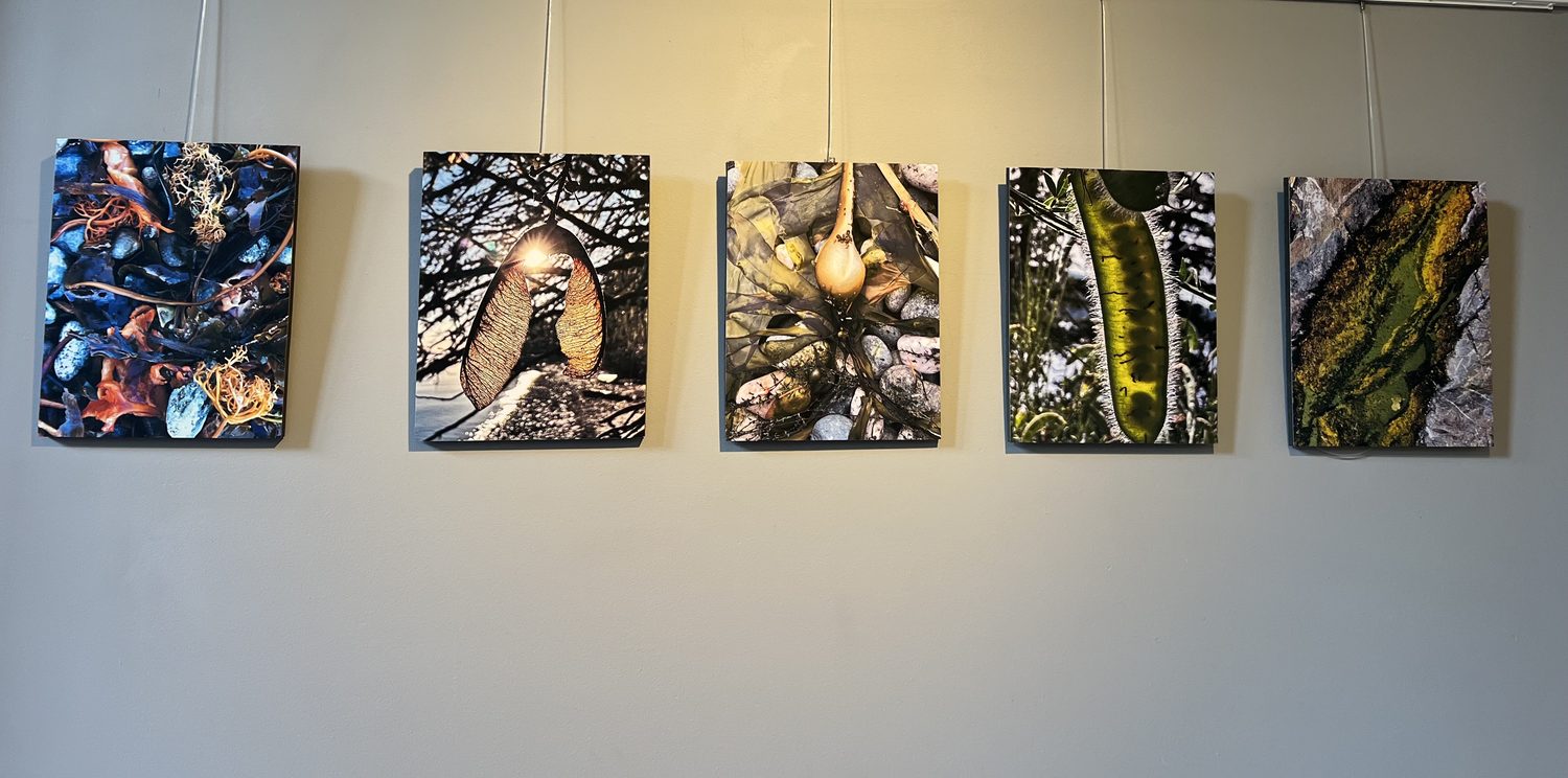 A row of close-up nature photographs