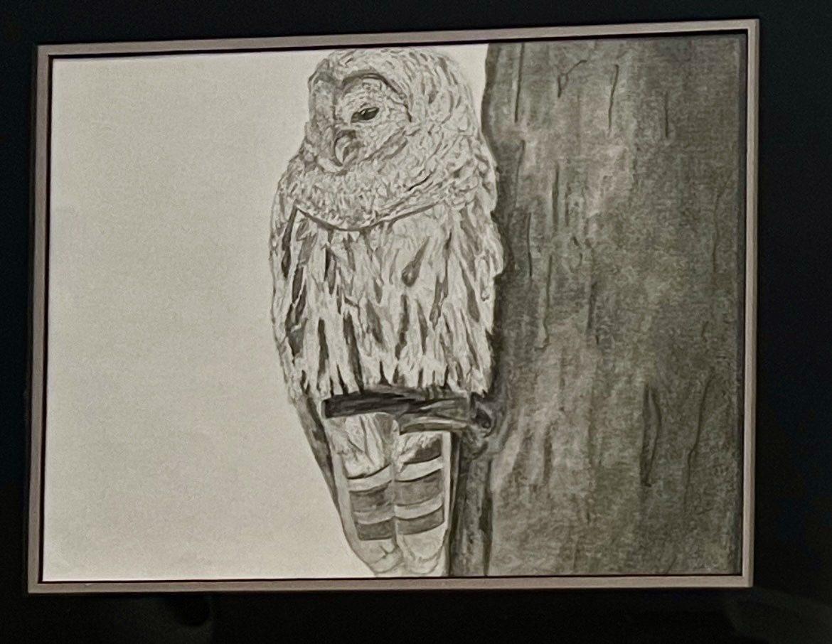 A monochrome drawing of a barred owl on a tree